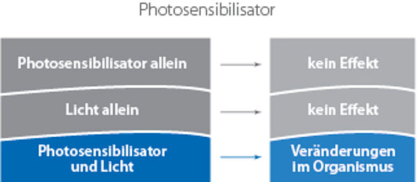 Grafische Darstellung, weder ein Photosensibilisator, noch Licht allein einen Effekt haben. Ein Photosensibilisator und Licht gemeinsam jedoch können Veränderungen im Organismus hervorrufen.