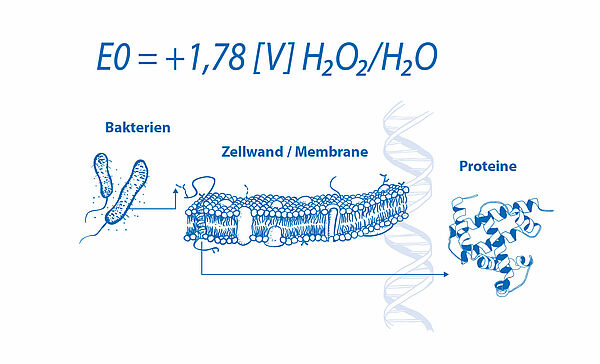 Grafische Darstellung von Bakterien, Vergrößerung der Zellwand/Membrane und der Proteine.