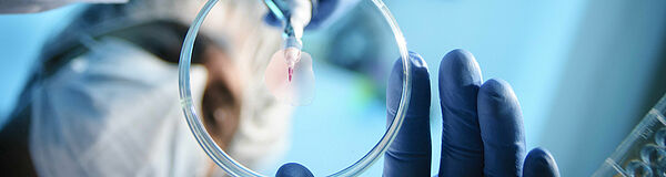 Eine Petrischale durch einen Glastisch hindurch fotografiert. Von oben ist eine Person zu sehen, die gerade Flüssigkeit in die Petrischale tropft.