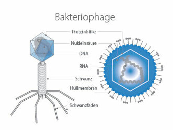Grafische Darstellung eines Bakteriophage.
