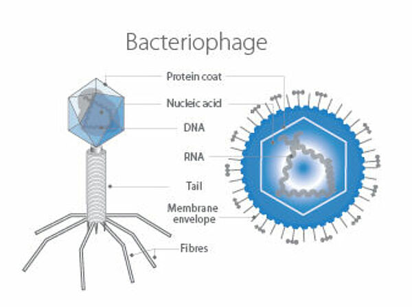 Graphic representation of a bacteriophage.