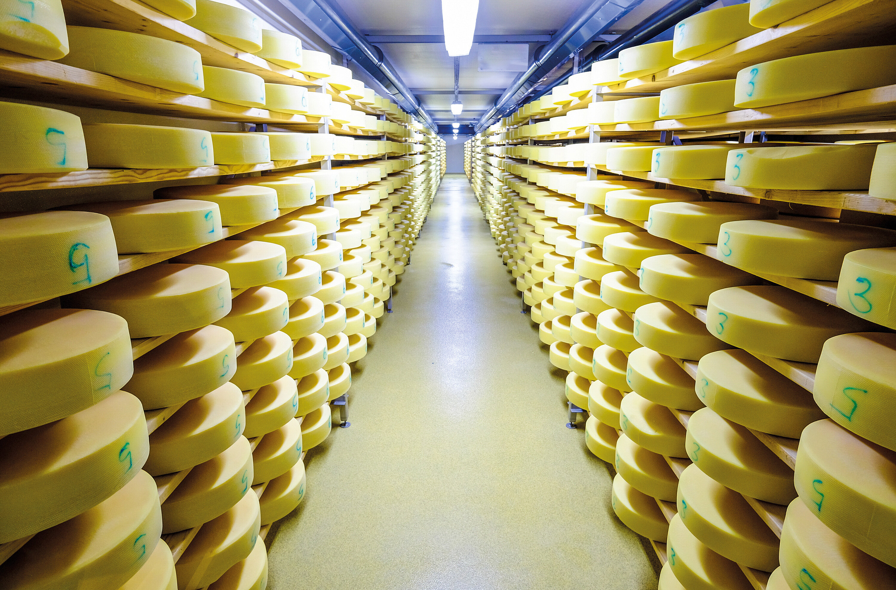  A long hallway with a shelf on the left and right side of the hallway. Per shelf there are ten shelves on which large cheese wheels lie next to each other.